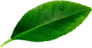leave__0001_Layer-3.png leave__0001_Layer-3.png